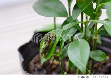 脱皮直前のナミアゲハの４齢幼虫 44065785