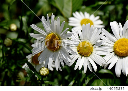 三鷹中原に咲くマーガレット 44065835