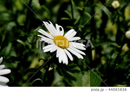 三鷹中原に咲くマーガレット 44065836