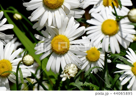 三鷹中原に咲くマーガレット 44065895