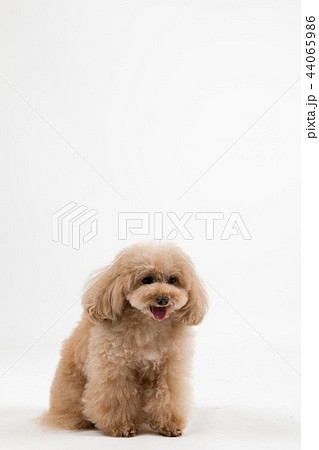 トイプードル 44065986