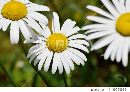三鷹中原に咲くマーガレット 44066041