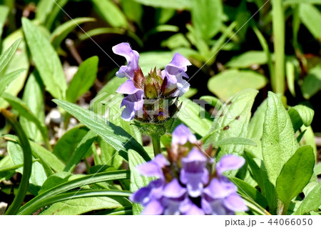 三鷹中原に咲くウツボグサ 三鷹中原に咲くウツボグサ 44066050