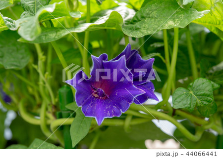 アサガオ445 44066441