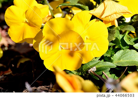 三鷹中原に咲く黄色いパンジー 44066503