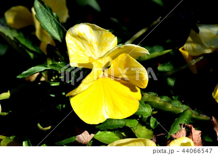 三鷹中原に咲く黄色いパンジー 44066547