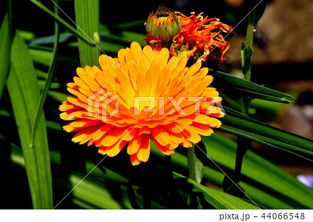 三鷹中原に咲くオレンジ色のキンセンカ 44066548