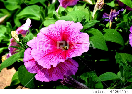 三鷹中原に咲くピンクのペチュニア 44066552