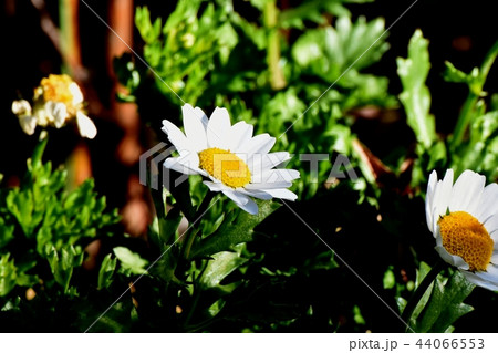 三鷹中原に咲くクリサンセマムノースポール 44066553