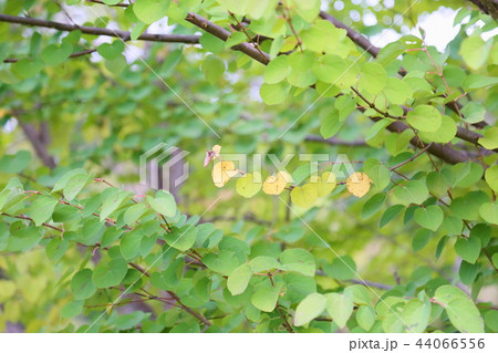 初秋の公園 カツラの葉 初秋の公園 カツラの葉 44066556