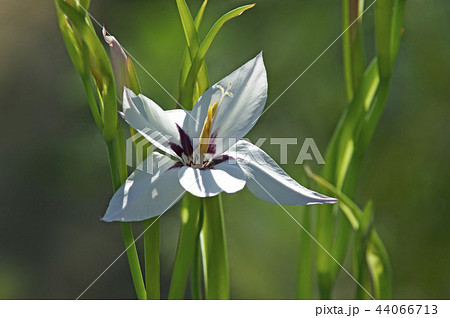 アシダンセラ 44066713