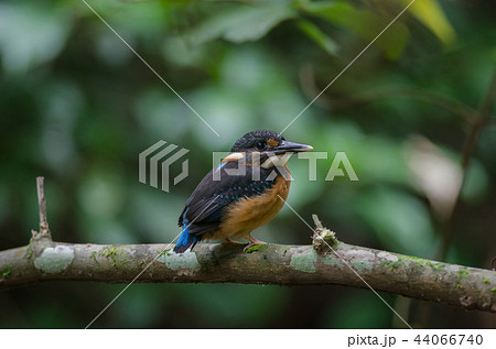 Blue-banded kingfisher (Alcedo euryzona 44066740