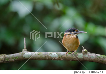 Blue-banded kingfisher (Alcedo euryzona 44066741
