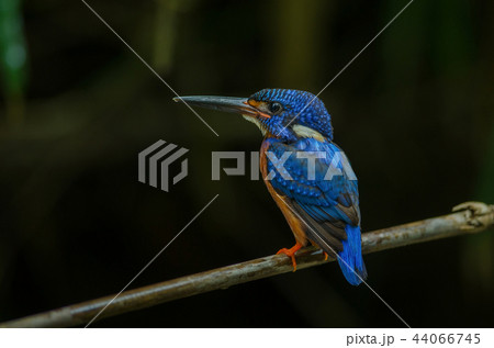 Blue-eared Kingfisher (Alcedo meninting) 44066745