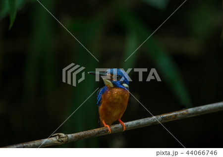 Blue-eared Kingfisher (Alcedo meninting) 44066746