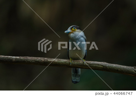 Silver-breasted Broadbill on tree branch 44066747