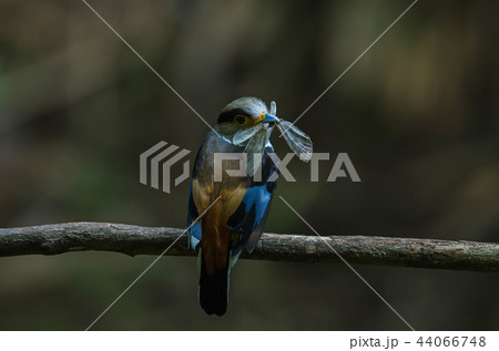 Silver-breasted Broadbill on tree branch 44066748
