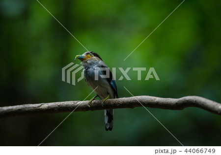Silver-breasted Broadbill on tree branch 44066749