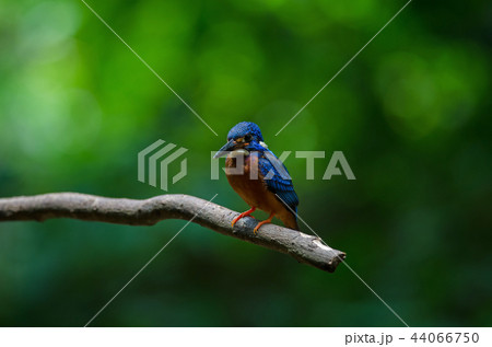 Blue-eared Kingfisher (Alcedo meninting) 44066750
