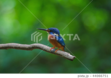 Blue-eared Kingfisher (Alcedo meninting) 44066751