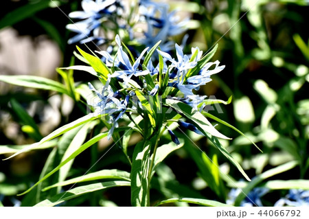 三鷹中原に咲くイソトマ 44066792