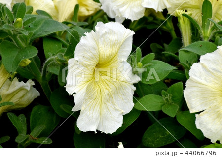 三鷹中原に咲く黄色いペチュニア 三鷹中原に咲く黄色いペチュニア 44066796