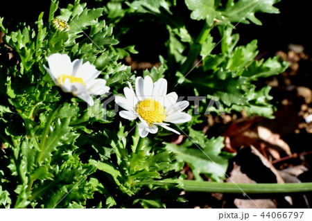 三鷹中原に咲くクリサンセマムノースポール 三鷹中原に咲くクリサンセマムノースポール 44066797