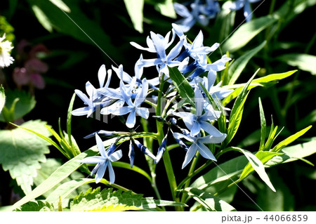 三鷹中原に咲くイソトマ 44066859