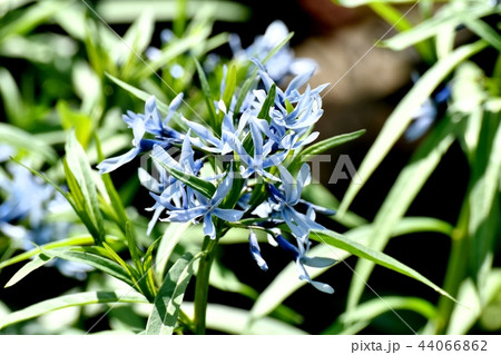 三鷹中原に咲くイソトマ 三鷹中原に咲くイソトマ 44066862