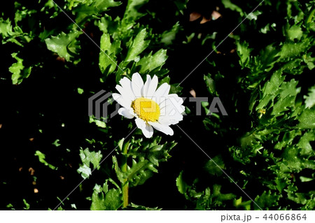 三鷹中原に咲くクリサンセマムノースポール 44066864