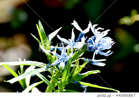 三鷹中原に咲くイソトマ 三鷹中原に咲くイソトマ 44066867