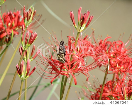 愛知県豊田市加納町我が家の庭にいる昆虫 44067044