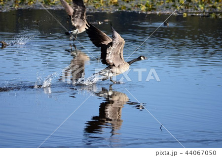 Canada Goose カナダ雁 Canada Goose カナダ雁 44067050
