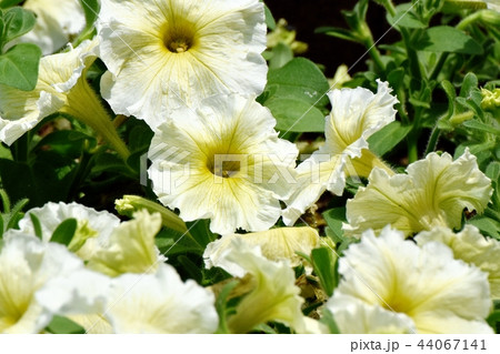 三鷹中原に咲く黄色いペチュニア 三鷹中原に咲く黄色いペチュニア 44067141