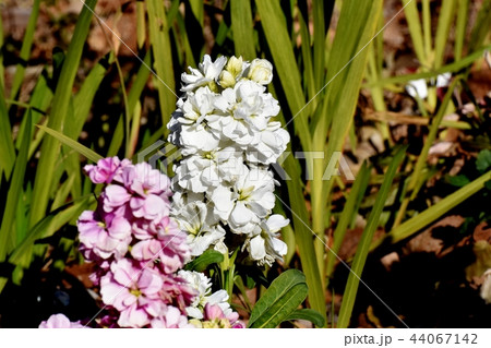 三鷹中原に咲く白いストック 44067142