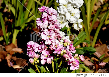 三鷹中原に咲くピンクと白のストック 44067145