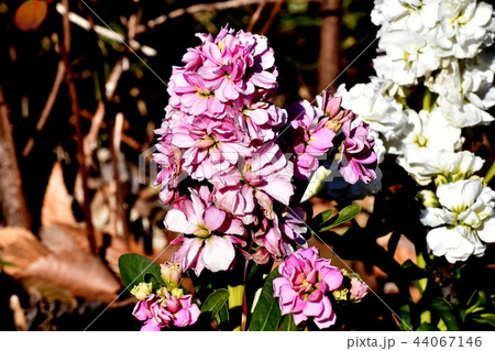 三鷹中原に咲くピンクのストック 44067146