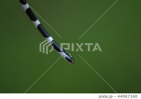 Common Bridle Wolf Snake on tree in nature 44067160