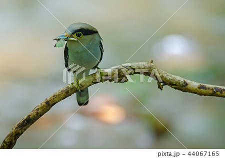Silver-breasted Broadbill on tree branch 44067165