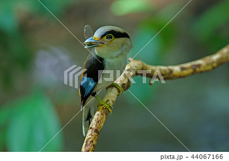 Silver-breasted Broadbill on tree branch 44067166