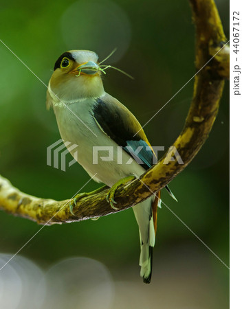 Silver-breasted Broadbill on tree branch 44067172