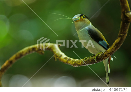 Silver-breasted Broadbill on tree branch 44067174