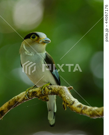 Silver-breasted Broadbill on tree branch 44067176