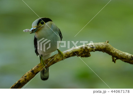 Silver-breasted Broadbill on tree branch 44067178
