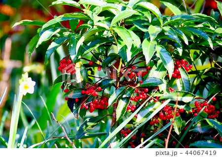 三鷹中原に咲くマンリョウの実 三鷹中原に咲くマンリョウの実 44067419