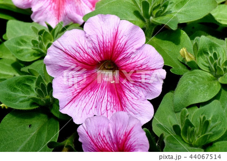 三鷹中原に咲くピンクのペチュニア 44067514