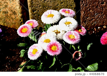 三鷹中原に咲くデージー(ひな菊) 三鷹中原に咲くデージー(ひな菊) 44068670