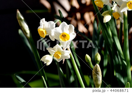 三鷹中原に咲くスイセン（ニホンズイセン） 44068671