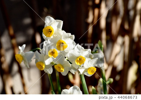三鷹中原に咲くスイセン（ニホンズイセン） 44068673