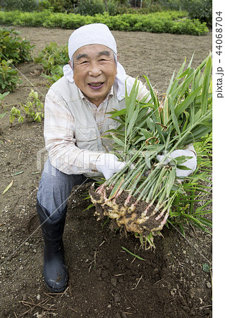 葉生姜の収穫 44068704